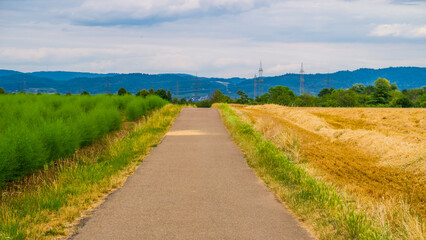Fototapeta na wymiar Landscape with road between asparagus field and cereal field