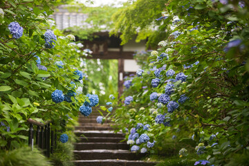 あじさい寺