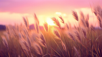 Glowing, Grass, Sunset, Sunlight, Nature, Scenic, Golden hour, Sun rays