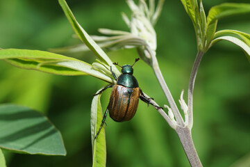 Dune chafer (Anomala dubia). Family Scarabs, scarab beetles (Scarabaeidae). in a shrub in a Dutch garden. June, Summer - obrazy, fototapety, plakaty