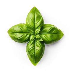 Basil leaf transparent, isolated, top view

