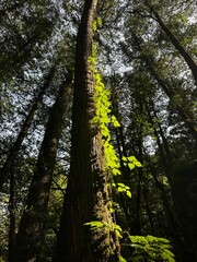 Fototapeta premium Trees in the mountain of the famous Mianyue Line trail Alishan National Park of Chiayi, Taiwan 