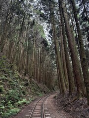 Railroad in the mountain of the famous Mianyue Line trail Alishan National Park of Chiayi, Taiwan  