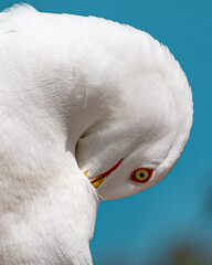 close up of a seagull with blue sky