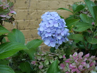 Beautiful hydrangea flowers in the garden.