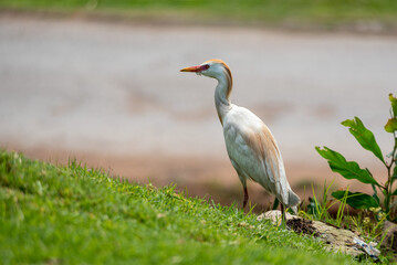 A cattle egreg searching for food in the grass