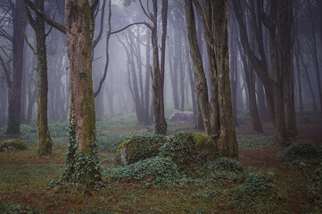 A path in the forest with mossy rocks and trees with fog in Sintra moutain.