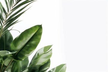 tropical large green leaves on a white background. mockup generative ai.
