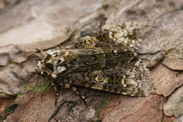Closeup on the coronet owlet moth, Craniophora ligustri sitting on wood