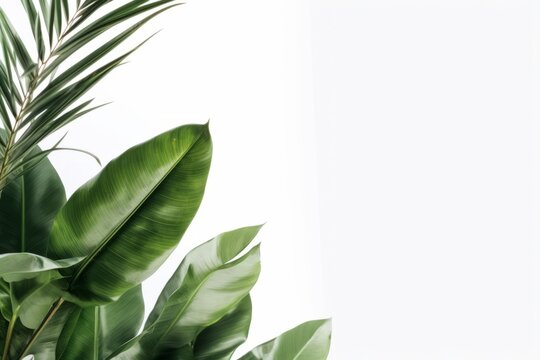 tropical large green leaves on a white background. mockup generative ai.