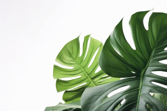 tropical large green leaves on a white background. mockup generative ai.