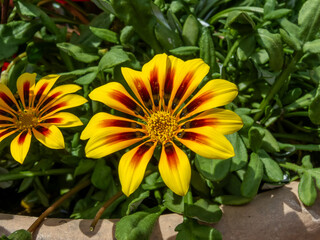 yellow Gazania rigens flowers in the garden
