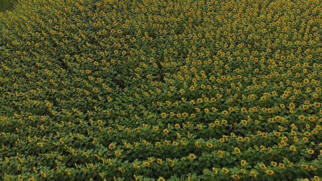 Green field of sunflowers