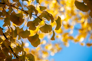 Texture of a Yellow Gingko Tree Creates a Striking Background - 618808905