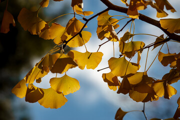 Texture of a Yellow Gingko Tree Creates a Striking Background - 618808925