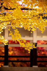 Texture of a Yellow Gingko Tree Creates a Striking Background - 618809159