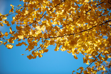 Texture of a Yellow Gingko Tree Creates a Striking Background - 618809326