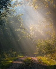 Foggy morning in the forest with sunlight 2