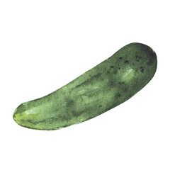 Cucumber hand drawn watercolor painting on white background.  illustration