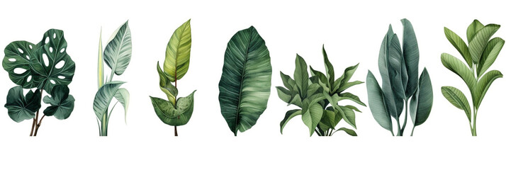 green leafs on white background