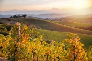 Colorful vineyard on hills in autumn on sunset