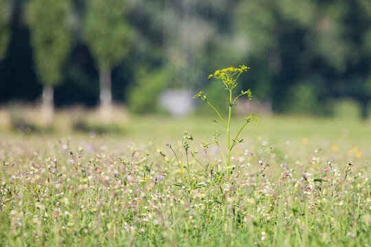 Sommerwiese