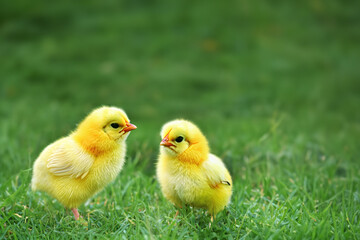 Fototapeta premium Little chickens on a green lawn. Cute fluffy chickens together on green grass outdoors