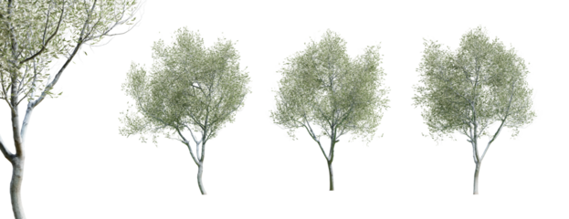 Olive trees isolated on transparent background and selective focus close-up. 3D render.