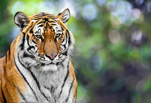 Tiger, portrait close-up, side view. Against the background of nature