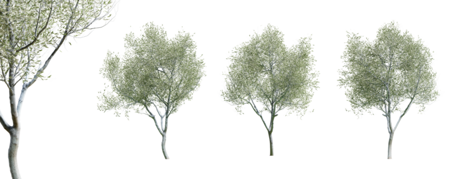 Olive trees isolated on transparent background and selective focus close-up. 3D render.