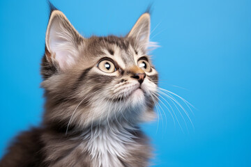 Fototapeta premium cat blue background