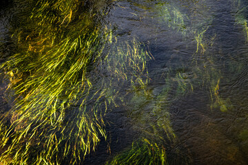 Fototapeta na wymiar Green seaweeds and plants under the water on river bottom