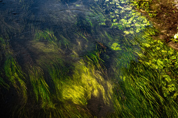  Green seaweeds and plants under the water on river bottom