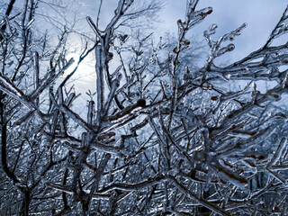 Frozen tree branches with a thick layer of ice