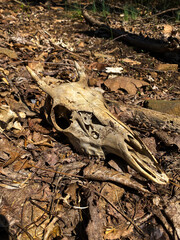 Deer skull with horns on foliage