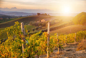 Colorful vineyard on hills in autumn on sunset