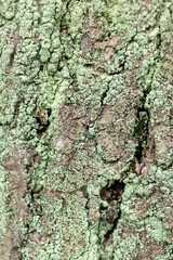 bark of a tree