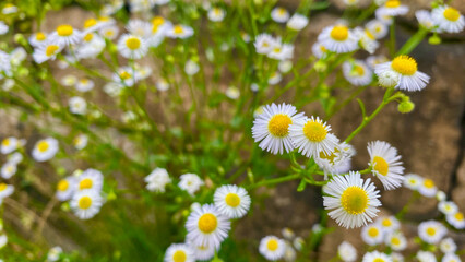 Fototapeta premium Fleabane blooming on the roadside