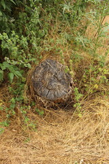 A tree stump in the grass