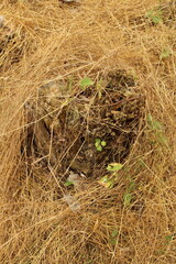 A close up of a tree stump
