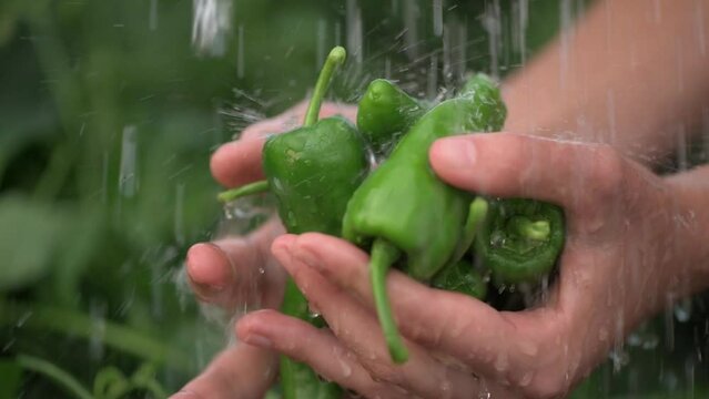 Hand washing green padron peppers in palms under shower of water on farm. Background of green plants. Close-up. Slow motion video at 120 fps. Codek Apple ProRes 422. High quality FullHD footage.