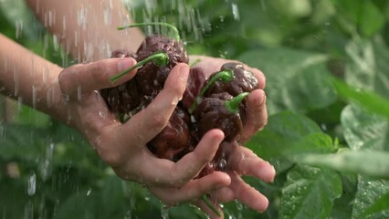 Slow motion of hand washing chocolate habanero peppers in palms under shower of water on farm. Background of green plants. Video at 120 fps. Codek Apple ProRes 422. High quality FullHD footage. - Powered by Adobe
