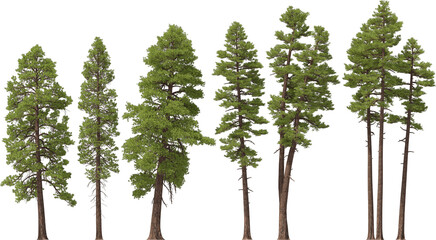fir tree forest conifers, pine, yellow pine, hq arch viz cutout, 3d render plants