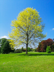 Fototapeta premium tree in the park
