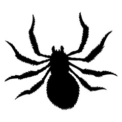 Spider silhouette. Black close-up insect, scary big spider isolated on white. Poisonous dangerous animal. Creepy wildlife bug