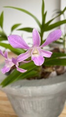 pink flower in a pot