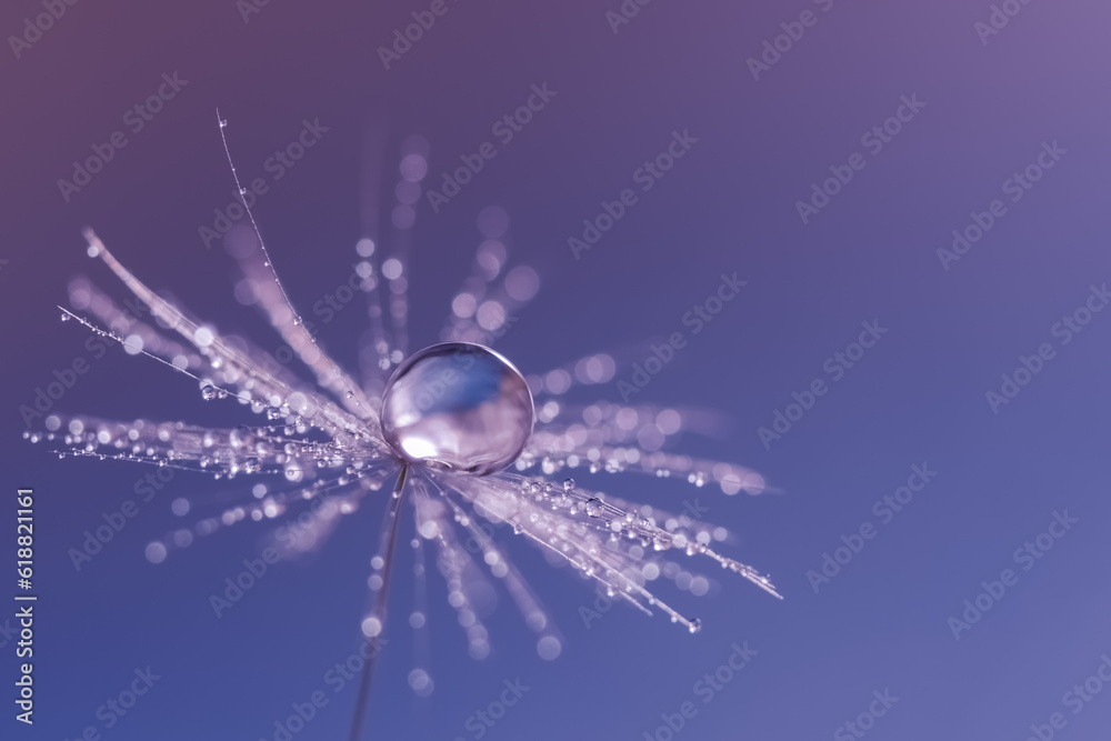Wall mural dandelion seeds with a drop of dew. beautiful dandelion macro on a blue background. selective focus.