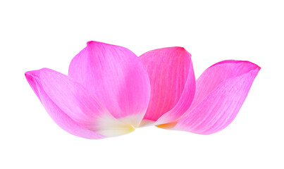 Fototapeta na wymiar petal lotus flower on transparent png