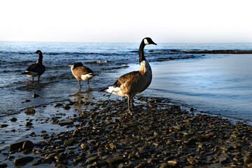 Canadian geese on the beach. Lake Erie, New York