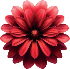 red flower on white background